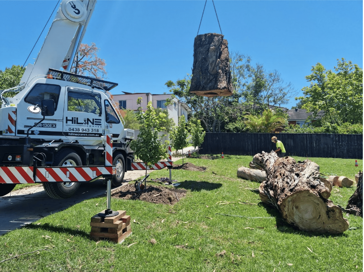 What to Do When You Need Emergency Tree Removal in Fort Worth